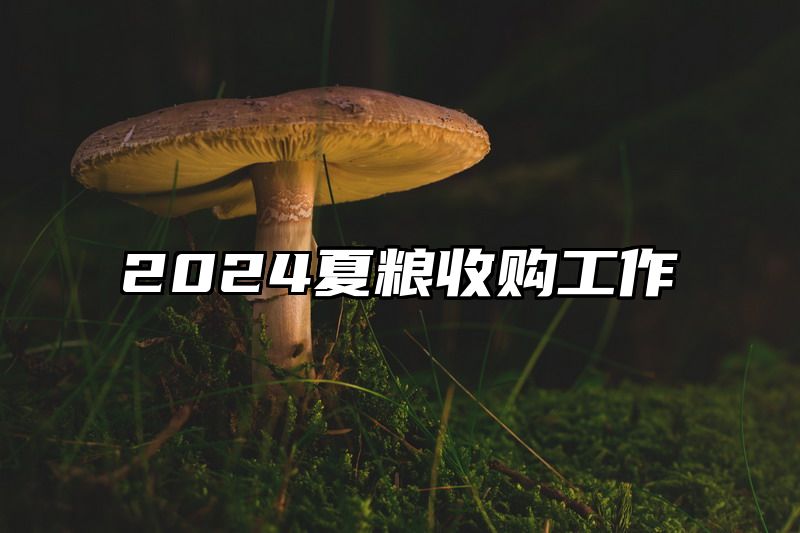 2024夏粮收购工作