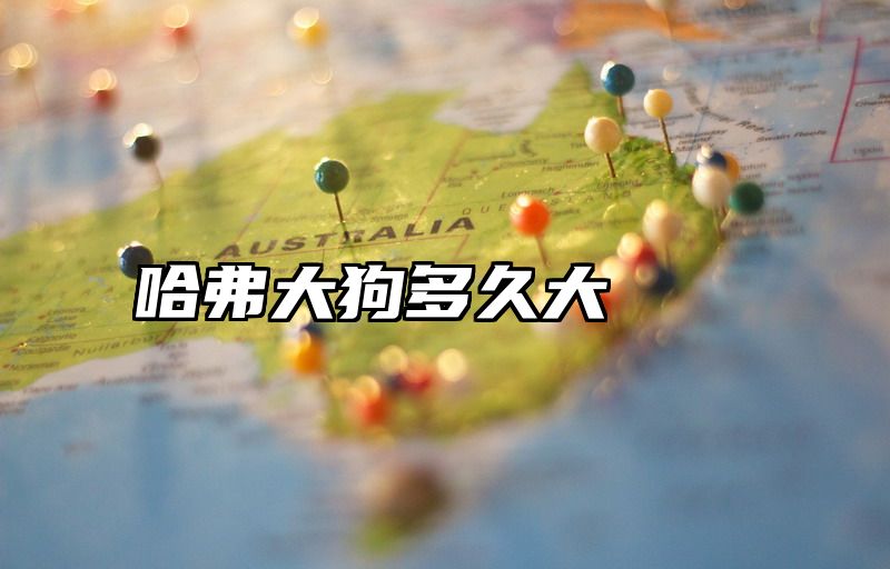 哈弗大狗多久大