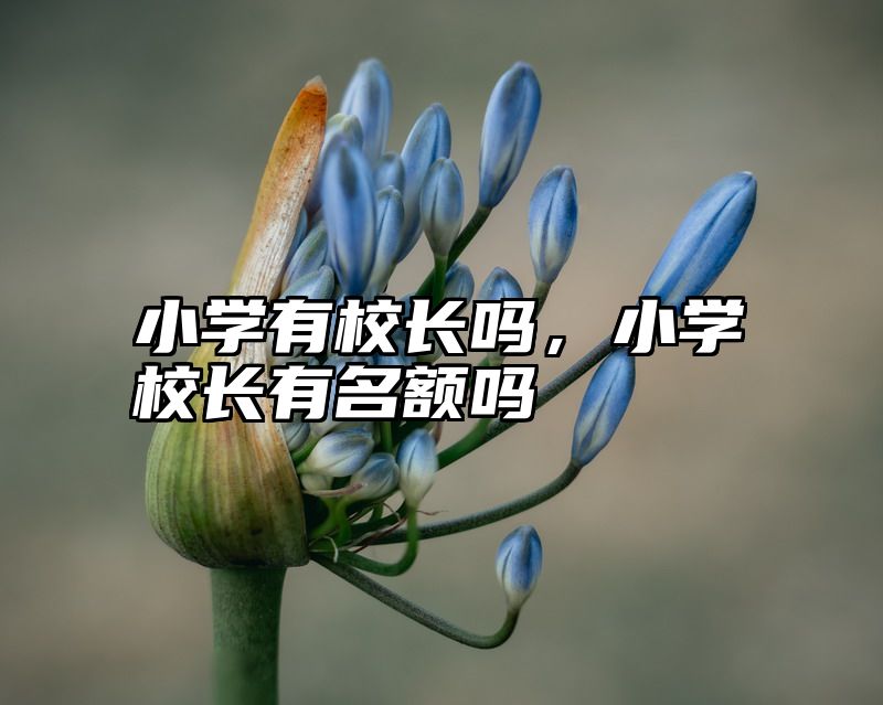 小学有校长吗，小学校长有名额吗
