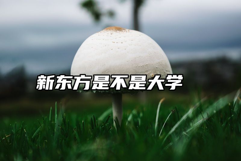 新东方是不是大学