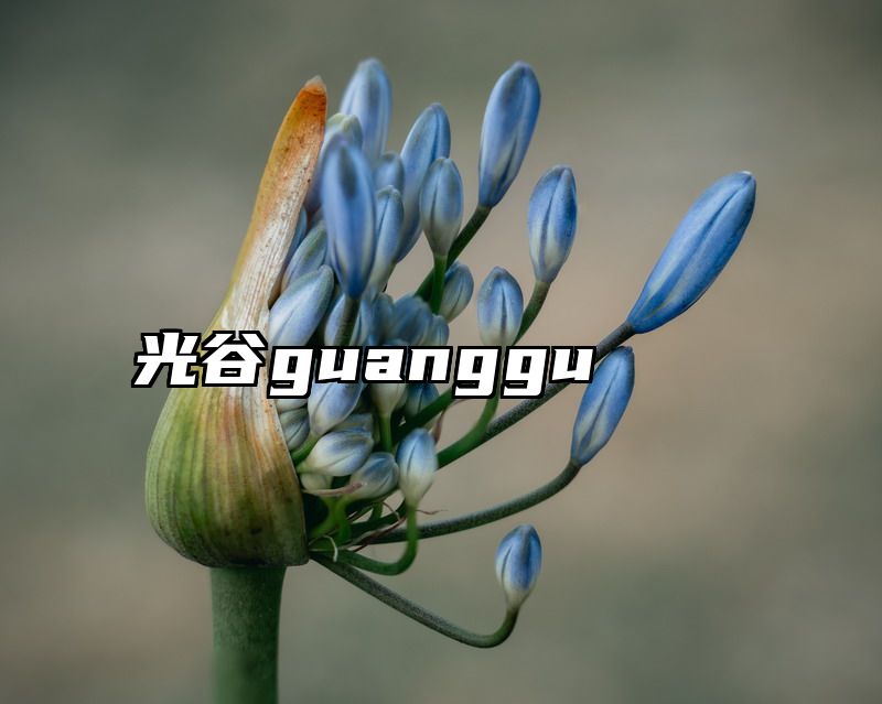 光谷guanggu