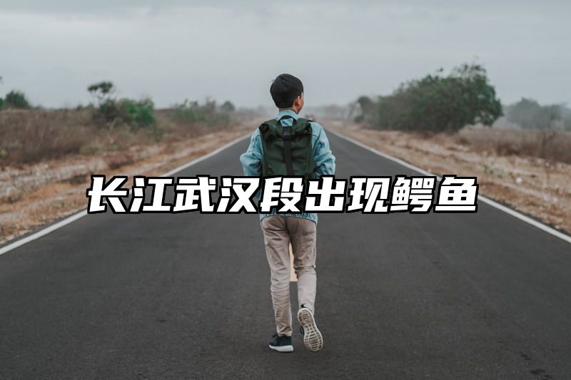 长江武汉段出现鳄鱼