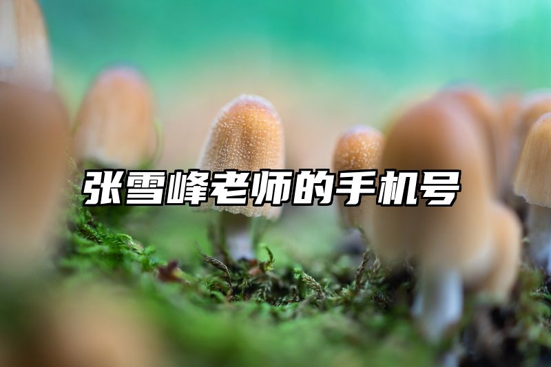 张雪峰老师的手机号