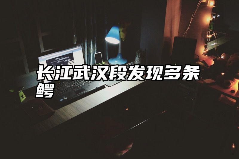 长江武汉段发现多条鳄
