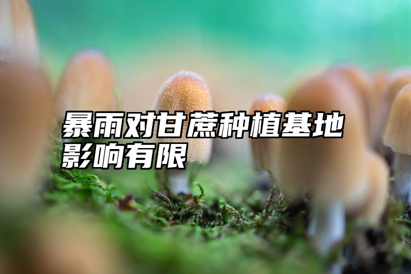 暴雨对甘蔗种植基地影响有限