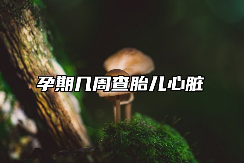 孕期几周查胎儿心脏