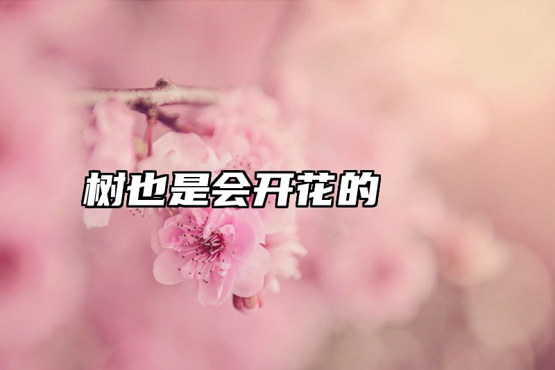 树也是会开花的