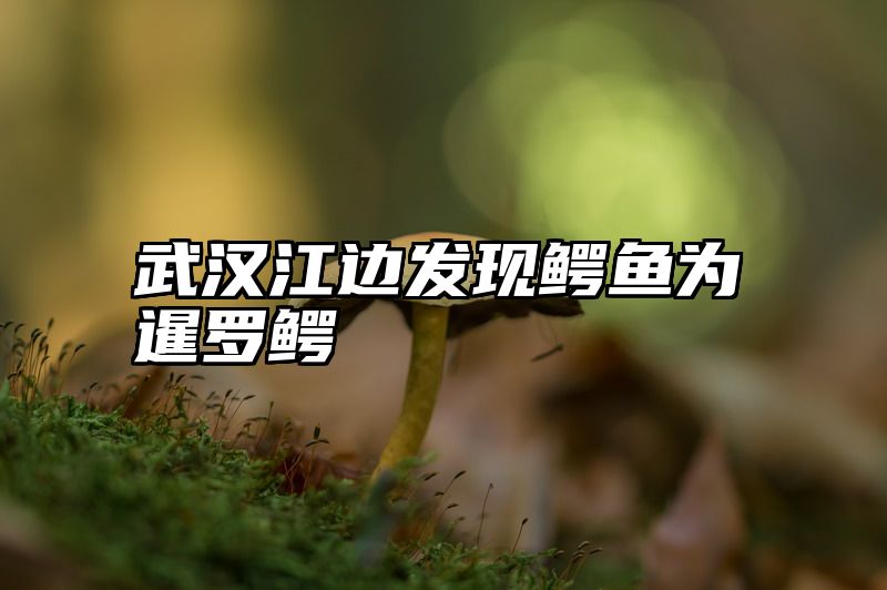 武汉江边发现鳄鱼为暹罗鳄