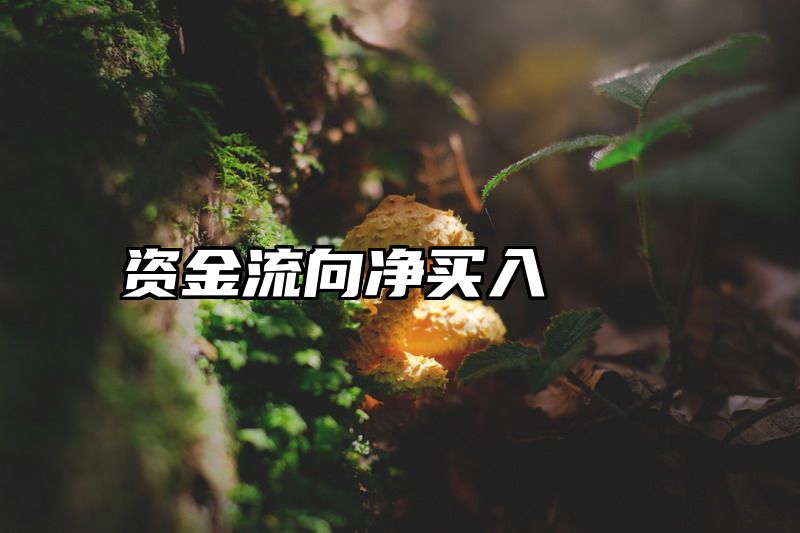 资金流向净买入