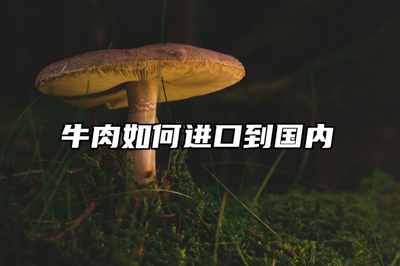 牛肉如何进口到国内