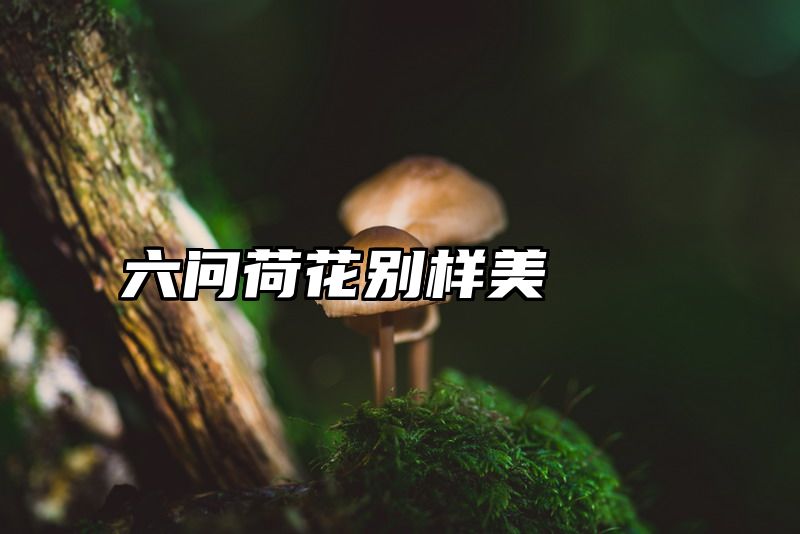 六问荷花别样美
