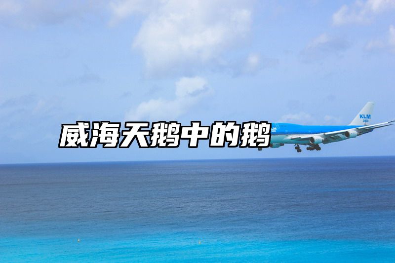 点击查看《威海天鹅中的鹅》全文