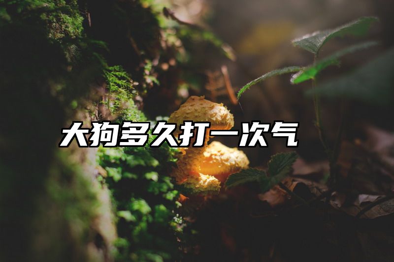 大狗多久打一次气