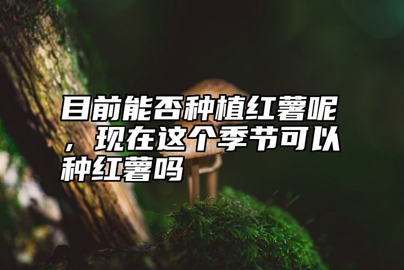 目前能否种植红薯呢，现在这个季节可以种红薯吗