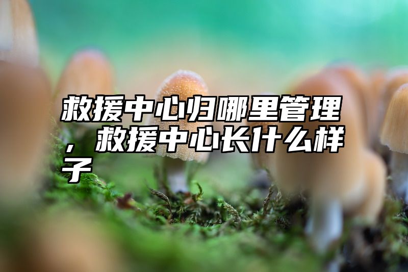 救援中心归哪里管理，救援中心长什么样子
